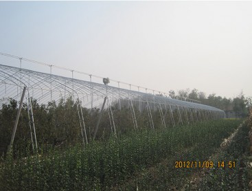 Fruit trees greenhouse