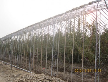 Fruit trees greenhouse
