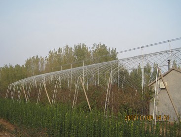 Fruit trees greenhouse