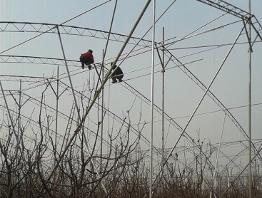 Fruit trees greenhouse
