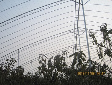 Fruit trees greenhouse