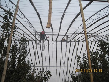 Fruit trees greenhouse