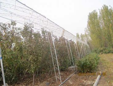 Fruit trees greenhouse