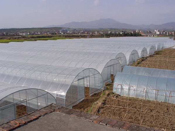 Single greenhouse