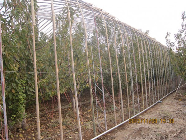 Fruit trees greenhouse