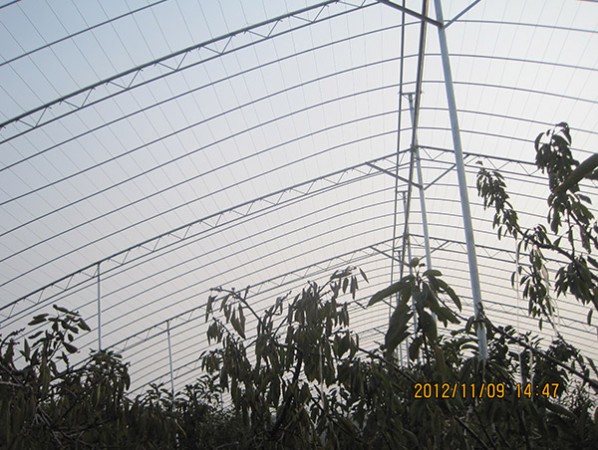 Fruit trees greenhouse