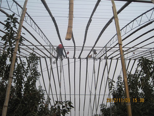 Fruit trees greenhouse